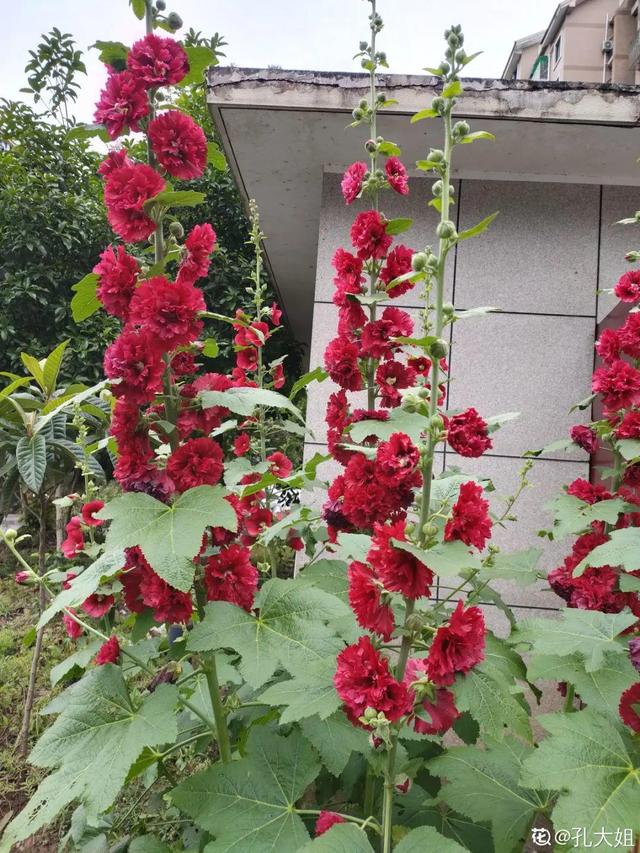 春天丛生的开花植物，50种花春天播种