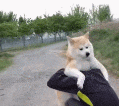 秋田犬为什么禁养，10大旺财的狗（为什么说“秋田犬”不值得养）