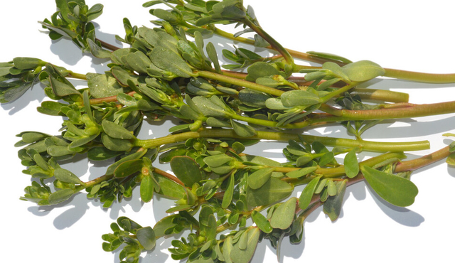 春天能吃的野菜大全，春天都有哪些野菜可以吃（送你63种野菜大图鉴）