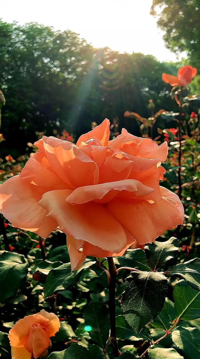 关于担心牵挂的句子，关于担心牵挂的句子古诗（注定是一生的牵挂惦念）