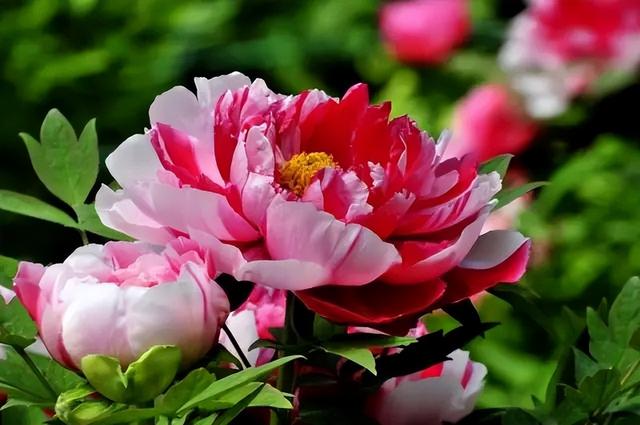 梅花象征什么，梅花象征什么青松象征什么雪花象征什么（中国十大名花排行榜）