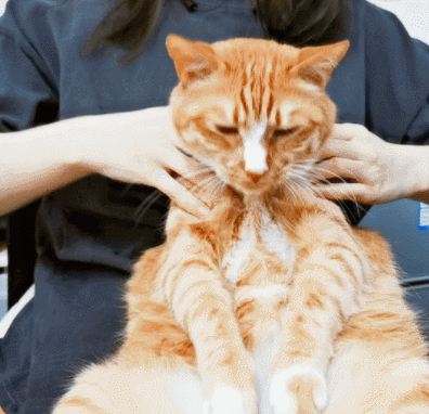 怎样抱猫咪最舒服，怎样抱猫咪最舒服图片（史上最全猫咪按摩宝典）