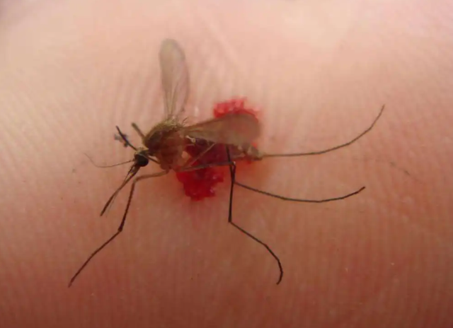 公蚊子吸血吗图片