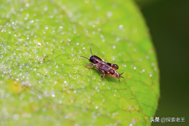 吸血的生物有哪些，吸血的生物有哪几种（盘点五种喜欢吸食血液的恐怖生物）