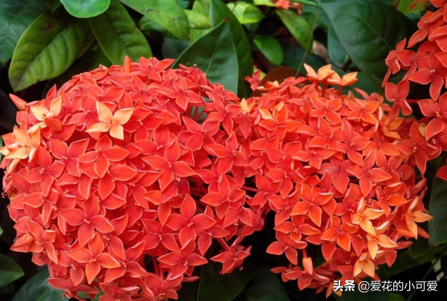 各国的国花是什么花，世界各国的国花是什么（一花一世界‖世界各国的国花你知道多少）