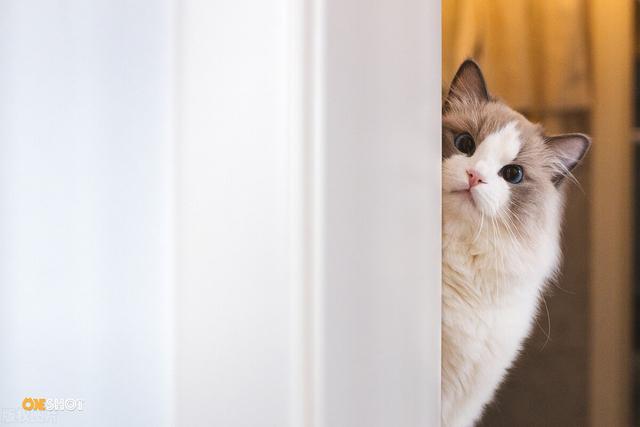 猫咪感冒症状表现，猫咪感冒发烧表现（猫咪感冒了有什么表现）