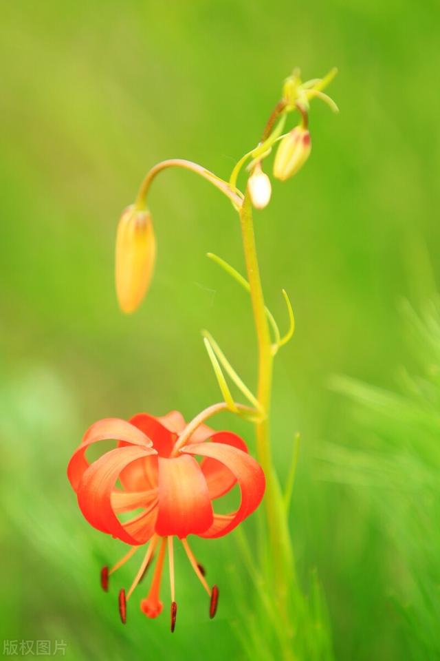 朋友圈晒百合花的心情短语，花与人生感悟（愿你心田上的百合花依然盛开）