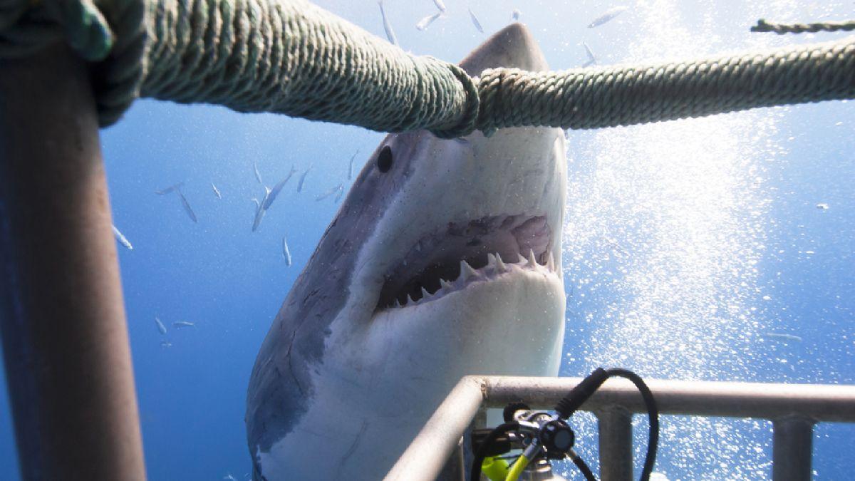 大白鲨为什么要咬人?