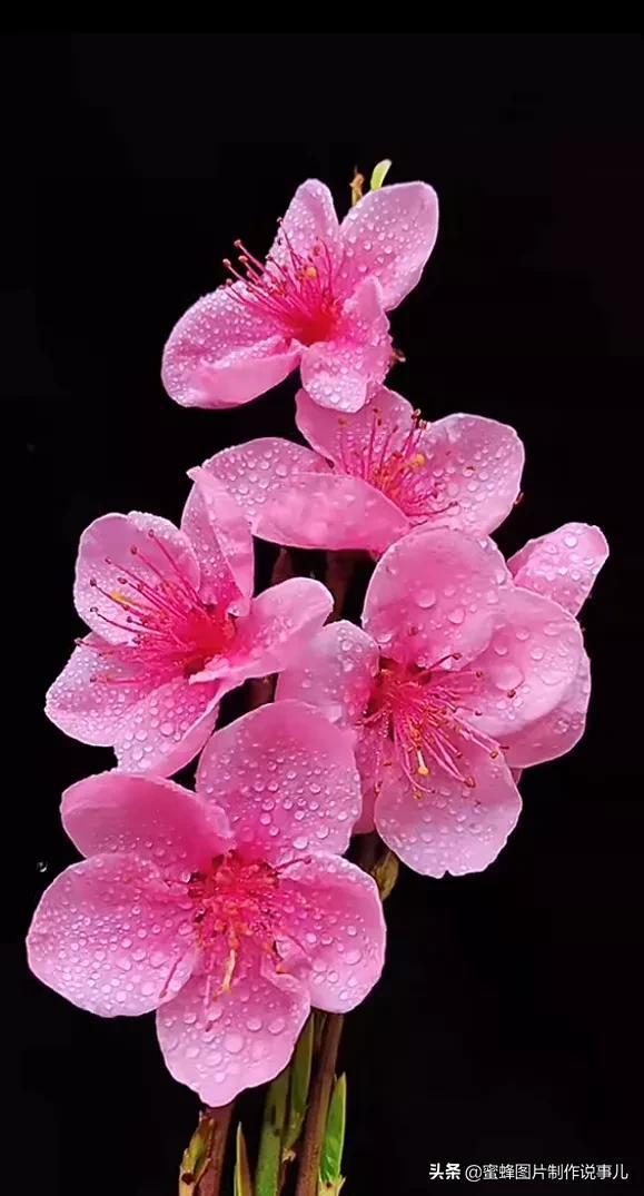 风景美图，风景美图壁纸（鲜花争艳，美景如画，过目不忘）