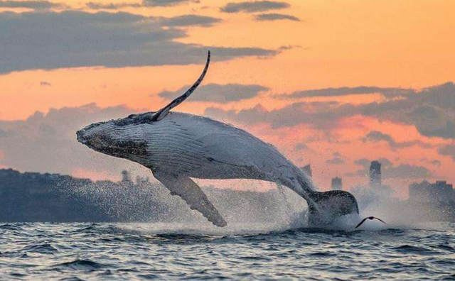 座头鲸有哪些独特的生活习性，座头鲸的知识（亚马逊雨林中发现有一头座头鲸）