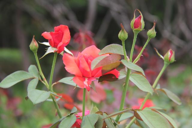 笑而不答意思，笑而不答<诗歌五首>张新贵