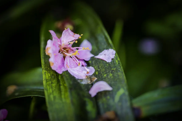 描写樱花的诗句，描写樱花的诗句有哪些（十首落花的诗词）