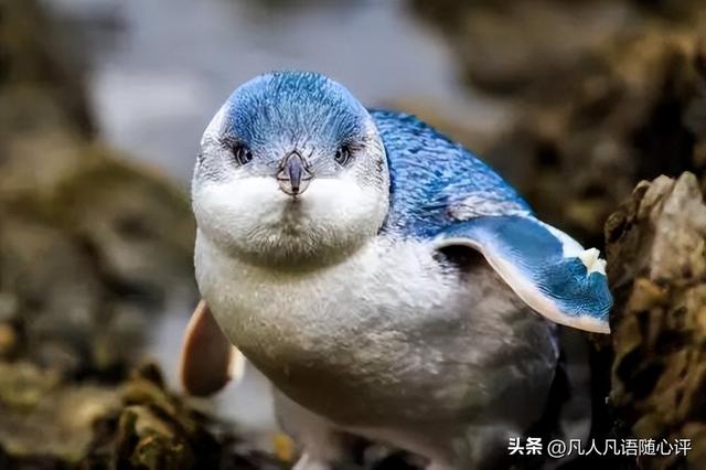 世界上最大的蛋，世界上产蛋最大的鸟是什么（这些新西兰的“神奇宝贝”）