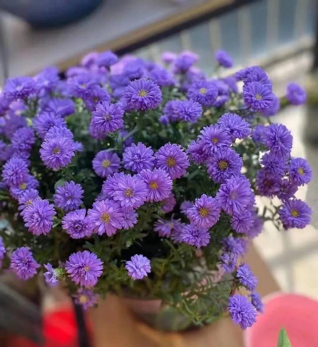 春天开的常见的花，春天开的常见的花图片（超齐全的播种时间表）