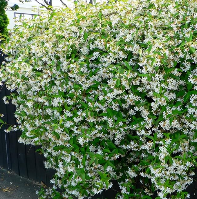 春天的花有哪些，二年级春天的花有哪些（“最香的”15种花）