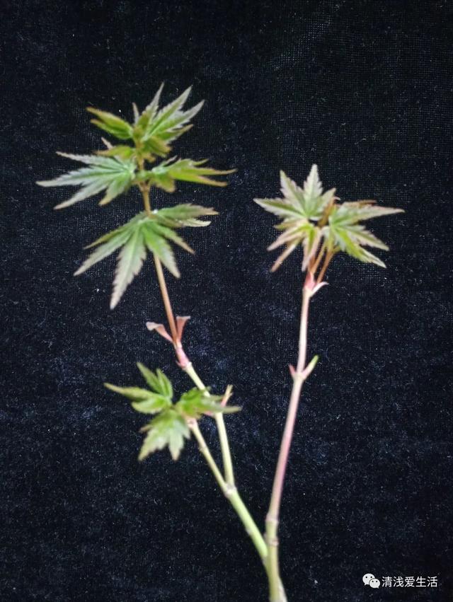 纸球的制作方法，如何制作纸球（省钱省土省花盆省空间）