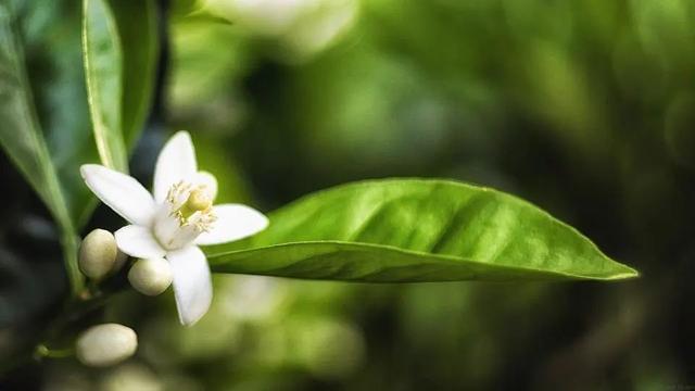 玫瑰精油助你美白提亮，精油美白配方（最懂女人心的你值得拥有）