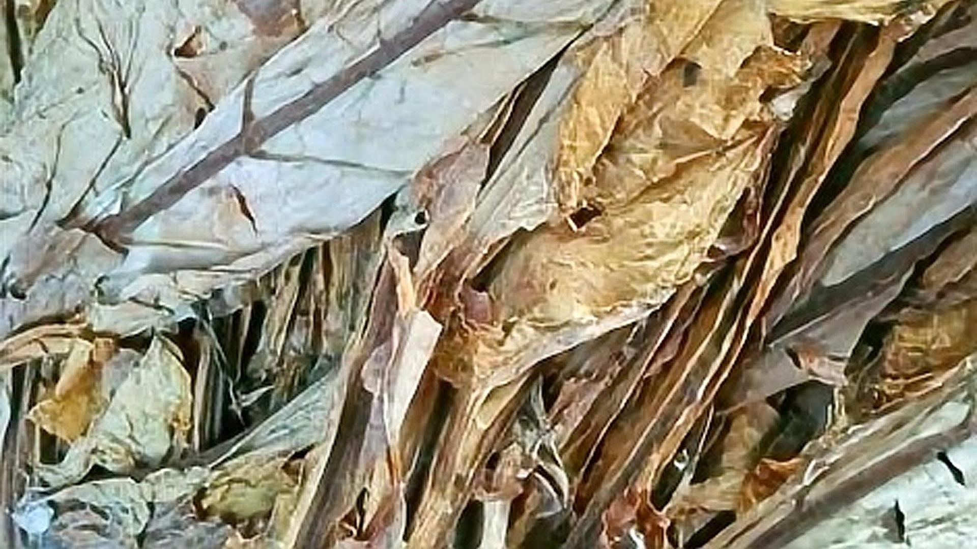 种地种什么赚钱(种地怎么种能挣钱)