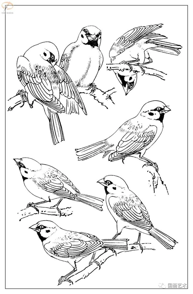 火的简笔画图片，火焰怎么画简笔画图片（画鸟参考——白描麻雀百图）