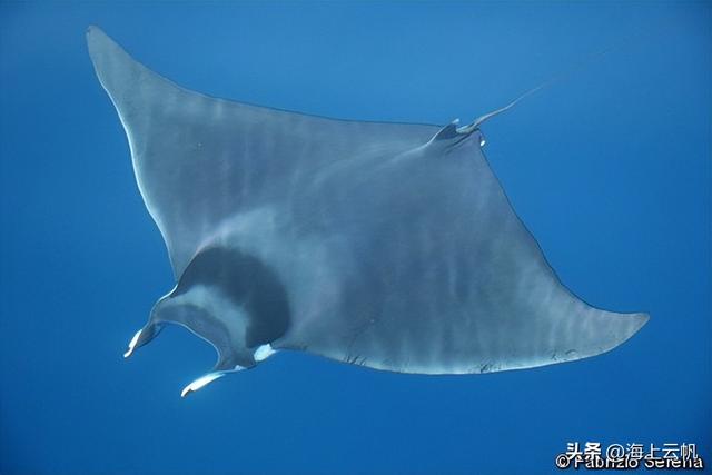 Galactic.微信昵称（银河）网名，Galactic.微信昵称（银河）微信昵称（《圣斗士星矢-海皇篇》海斗士必杀技大全）