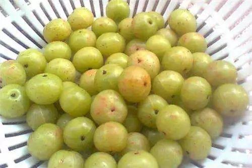 余甘子的功效与作用，余甘子粉的功效与作用（浑身是宝余甘子）