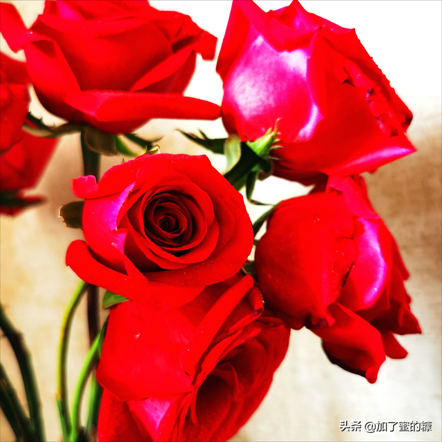 你就像带刺的玫瑰，红色是我的血染上去的。，你就像带刺的玫瑰是什么歌（你的锋芒，就是玫瑰的刺图片）