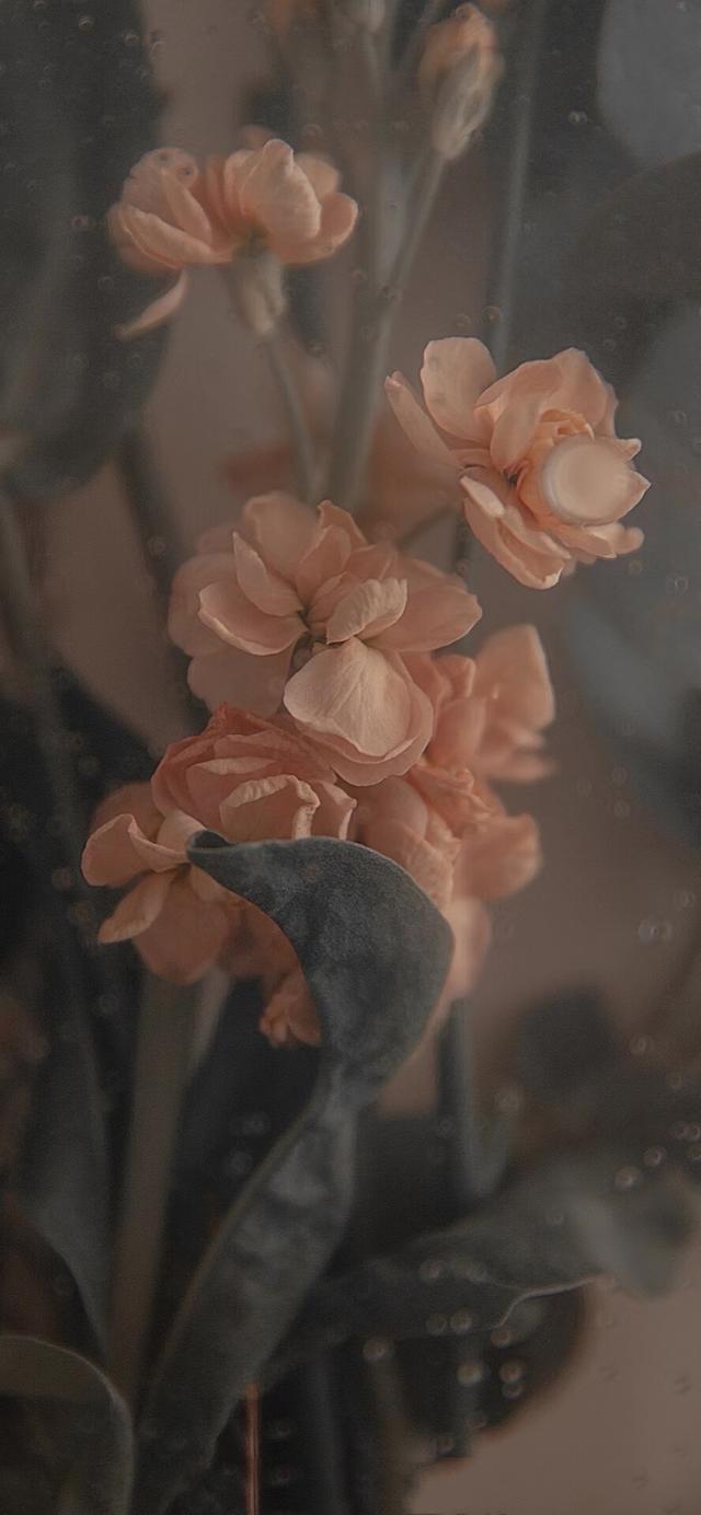 给你花花，给你花花表情包可爱（送你一朵花花图片）