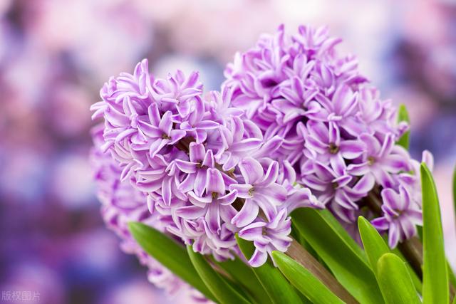 冬天种什么花好养活，冬天什么花好养活北方室内（冻不死的花草清单）