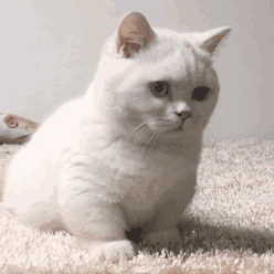 10公斤托运大概多少钱，飞机托运10公斤多少钱（过年多一手准备，多一分底气）