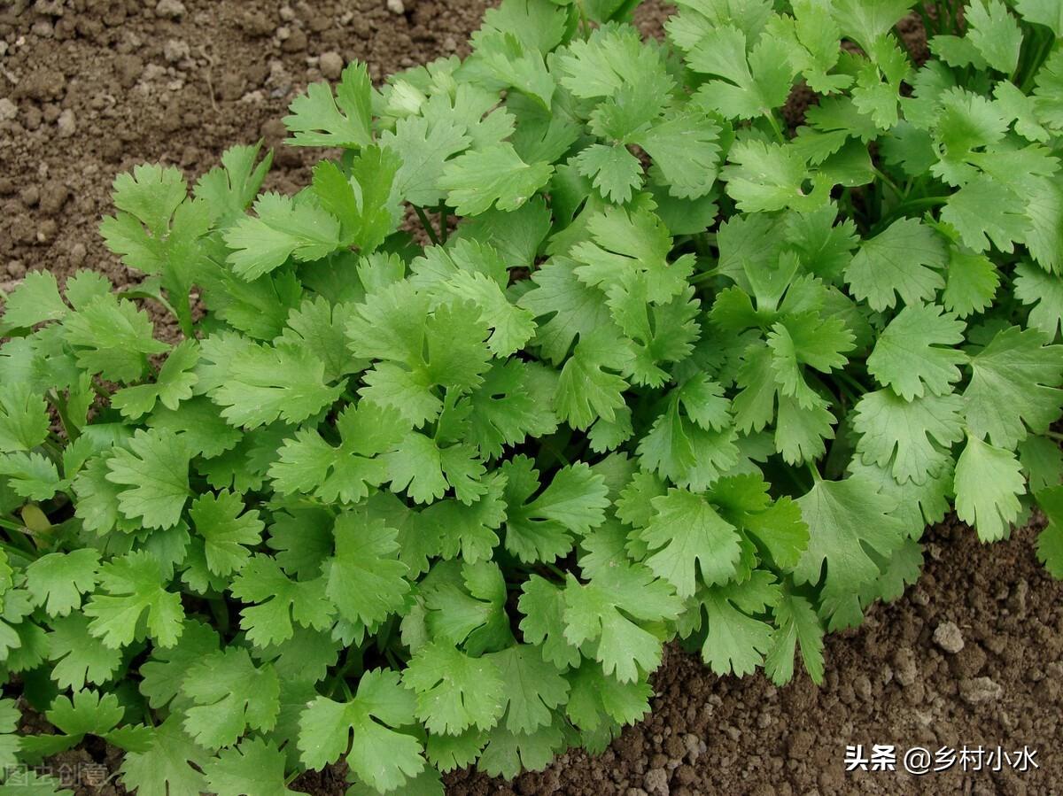 大叶香菜和小叶香菜的区别，香菜大叶的大叶和小叶的哪一种香（香菜出苗快、出苗齐、长势旺）