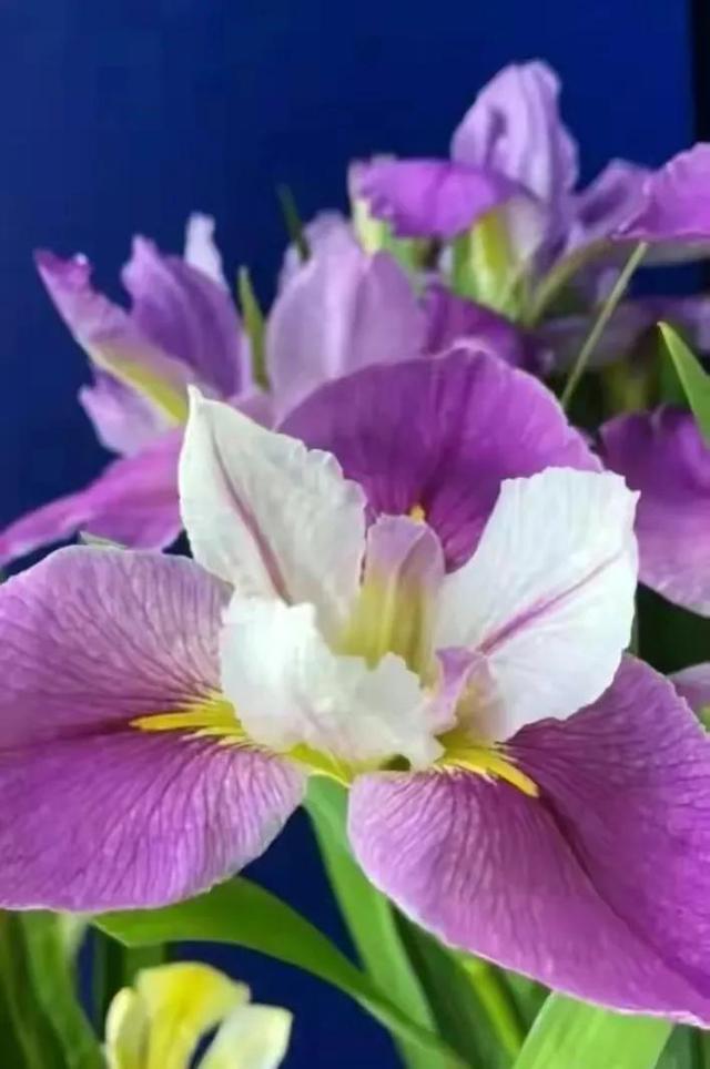 繁花似锦下一句是什么，一路繁花似锦下一句是什么（美醉你的心田）