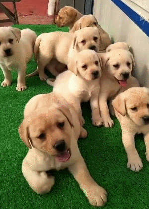 怎么看狗狗的年龄，如何看狗狗的年龄（养狗人：狗的一生“8个阶段”）