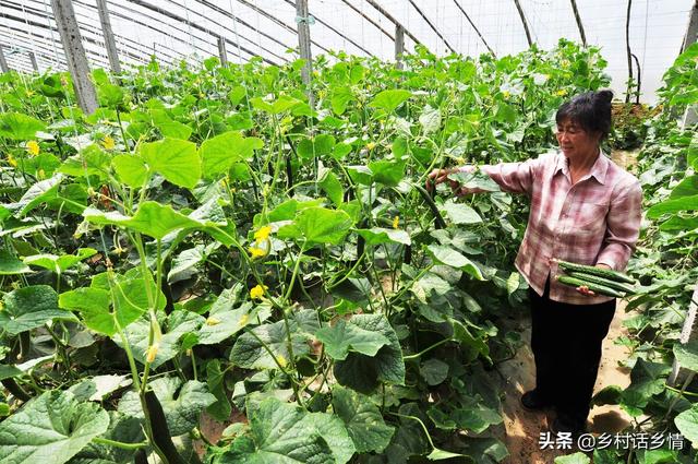 什么是生物菌，什么是生物菌发酵技术（再也不怕种菜死秧、烂根、烂果了）