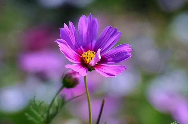 金牛座三个阶段蜕变，金牛座的几个阶段（却能掌控全局的星座）