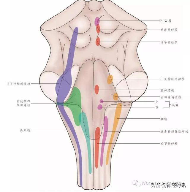 属于膜迷路的结构是，属于膜迷路的结构是蜗管蜗顶（彩图经典版│脑神经和脑神经核解剖）