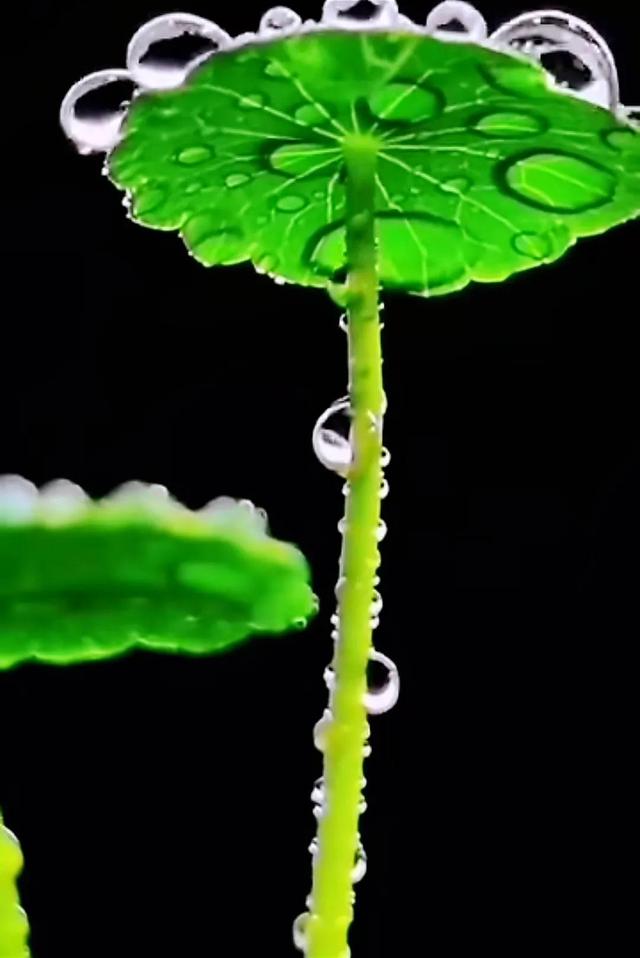 荷花象征着什么意义，荷花象征什么作文（用于形容美好、纯洁的爱情和高尚的情感）