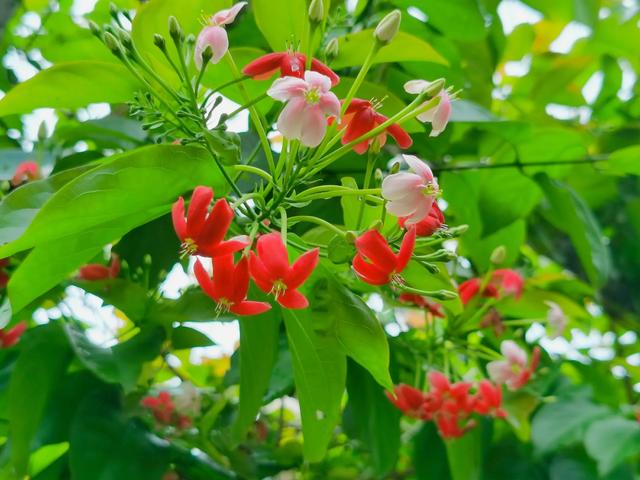 鲜花的花语和花的数目的寓意，鲜花数量的寓意（100种迷人的“数字花”）