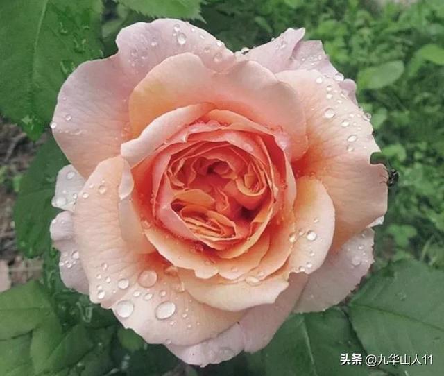 红帽子月季的品种介绍和养殖方法,小红帽月季有几种颜色(常见丰花月季