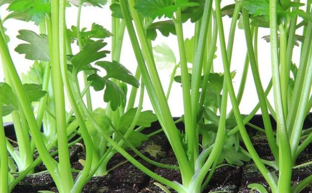 西芹和芹菜的区别，西芹和芹菜的区别图片（10种“省心菜”）