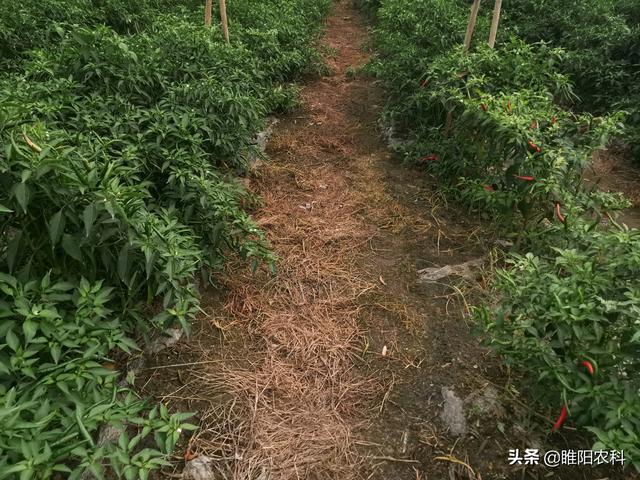 果园最有效的除草方法，果园最有效的除草方法吧（这个新型果园专用除草配方）
