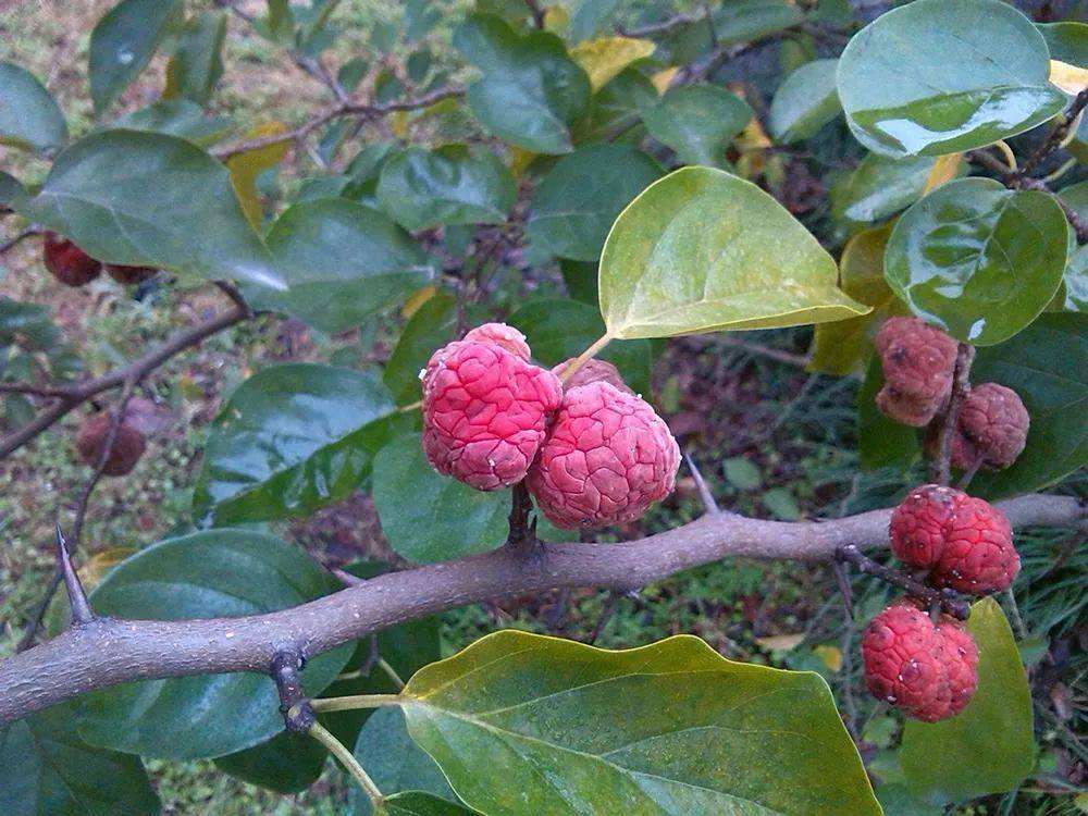 柘木树有刺吗(柘树刺的功效与作用)-柯彬网