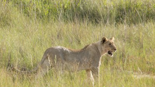 狮子是什么王?森林之王，狮子是什么王（狮子如果碰见了老虎）