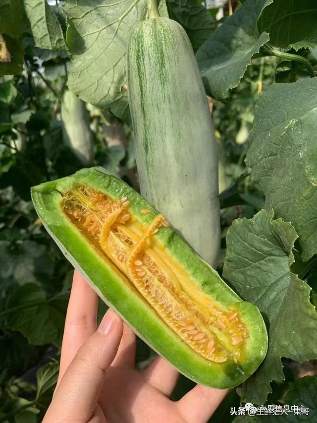 绿色的哈密瓜叫什么，绿色的哈密瓜叫什么名字（哈密瓜、蜜瓜、网纹瓜、香瓜、羊角蜜傻傻分不清）