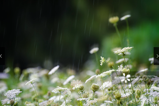 梅雨季节是几月份到几月份结束，2023年梅雨季节是几月份到几月份结束（半数梅雨爱“作妖”）