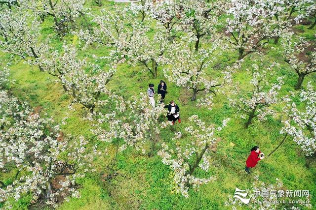 春游采摘文案，秋游采摘文案（来一个踏春赏花摘野菜之约）