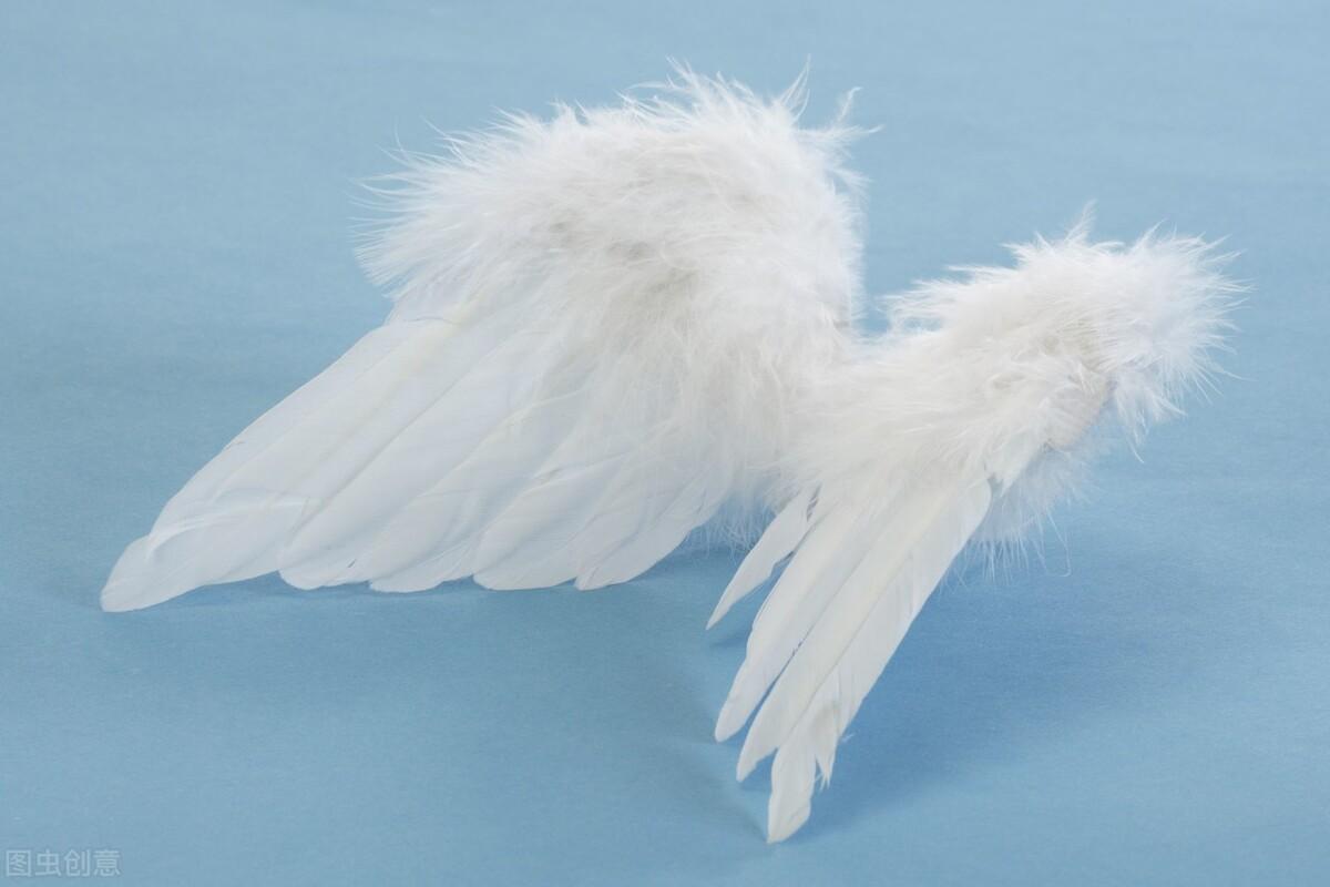 释槐鸟指的是什么鸟，释槐鸟百度百科（蓝桉已遇释槐鸟）