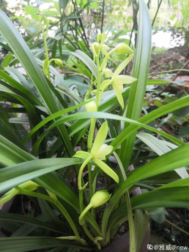 兰花什么时候开花一般在几月，兰花什么时候开放季节（兰花中的“香味之王”）