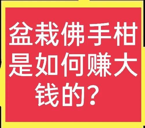 佛手果多少钱一斤，佛手多少钱一斤（年收入几十万不是梦）