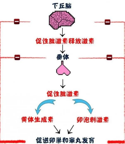 怎样才能最快怀孕，月经干净后5一6天同房会怀孕吗（女性快速受孕的9个关键数字）