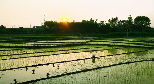 虫声新透绿窗纱，虫声新透绿窗纱的前一句（惊蛰，虫声新透绿窗纱）